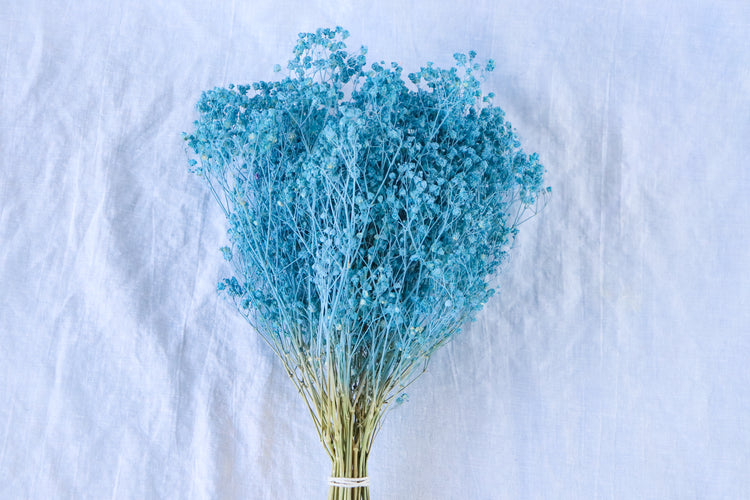 Dried Baby’s Breath (Gypsophila) - Baby Blue