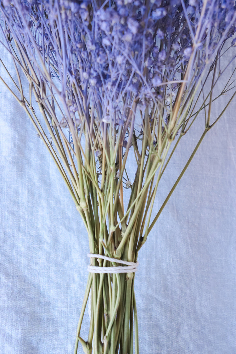 Dried Baby’s Breath (Gypsophila) - Lilac