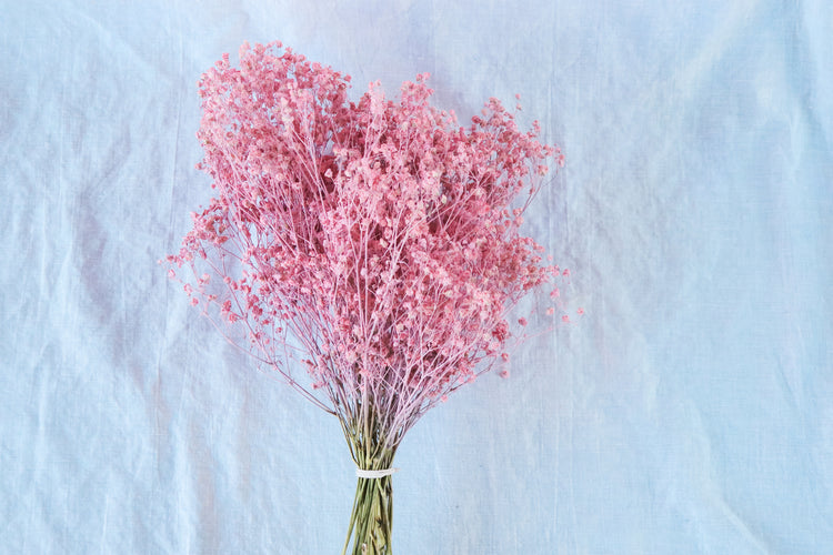 Dried Baby’s Breath (Gypsophila) - Blush Pink