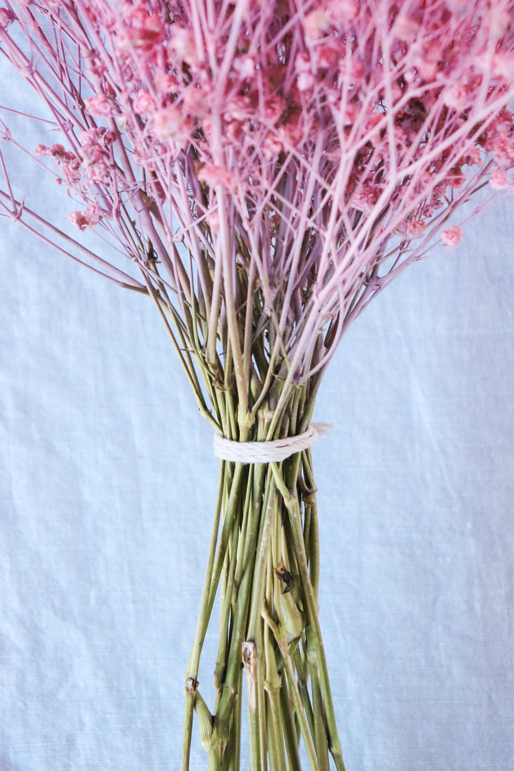 Dried Baby’s Breath (Gypsophila) - Blush Pink