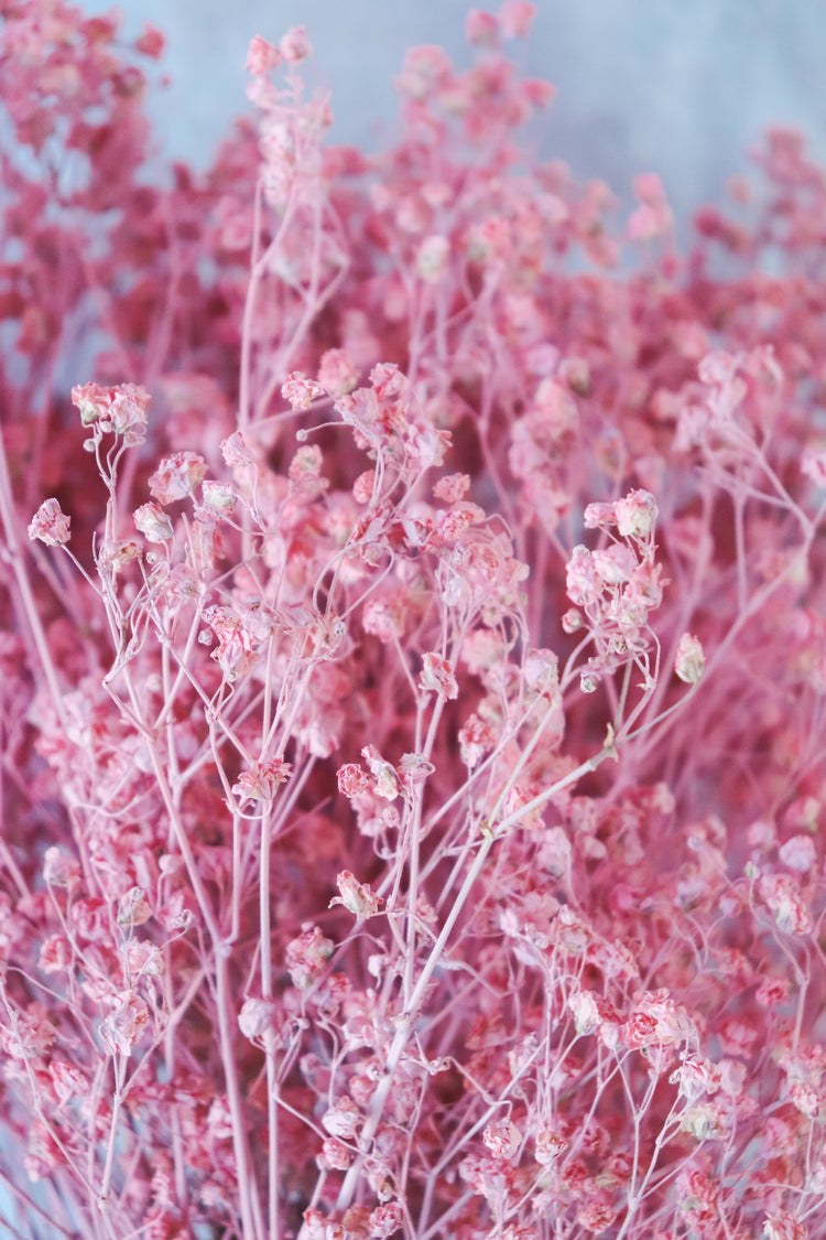 Dried Baby’s Breath (Gypsophila) - Blush Pink