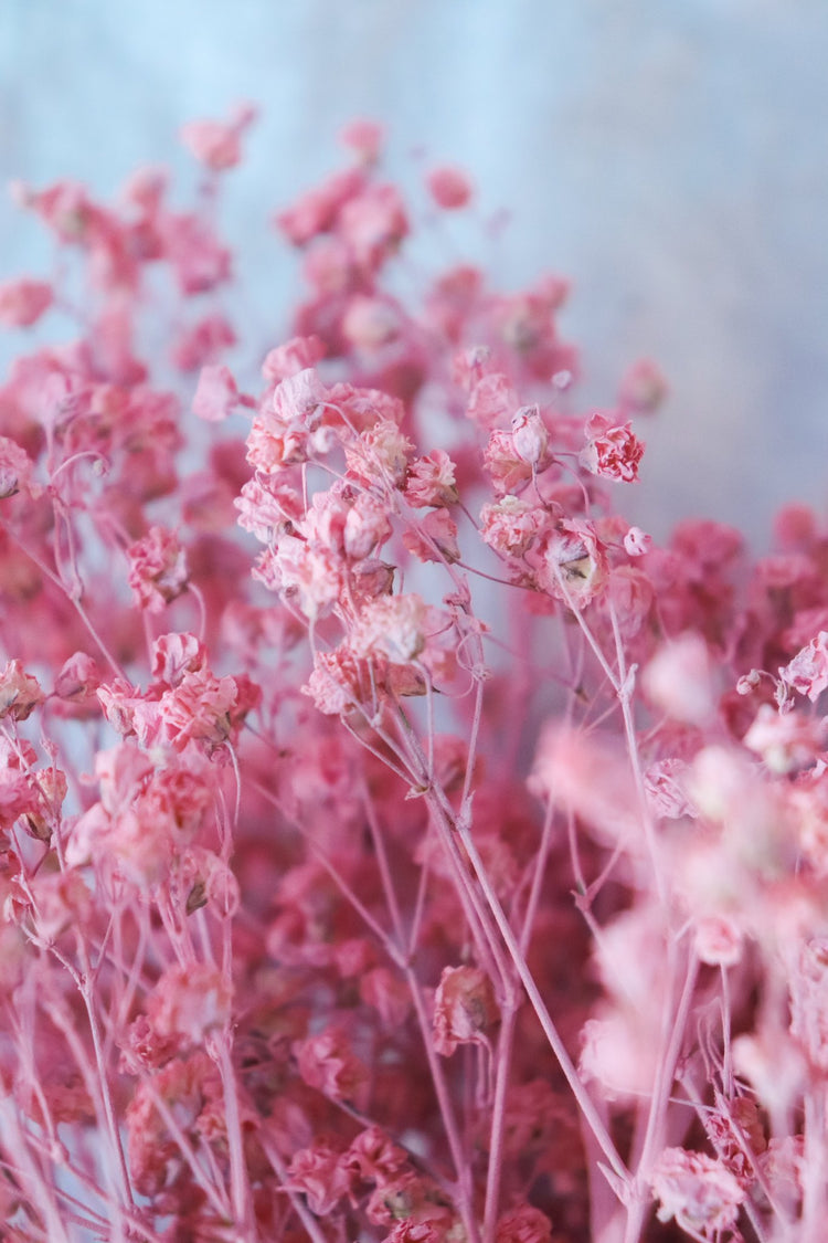 Dried Baby’s Breath (Gypsophila) - Blush Pink