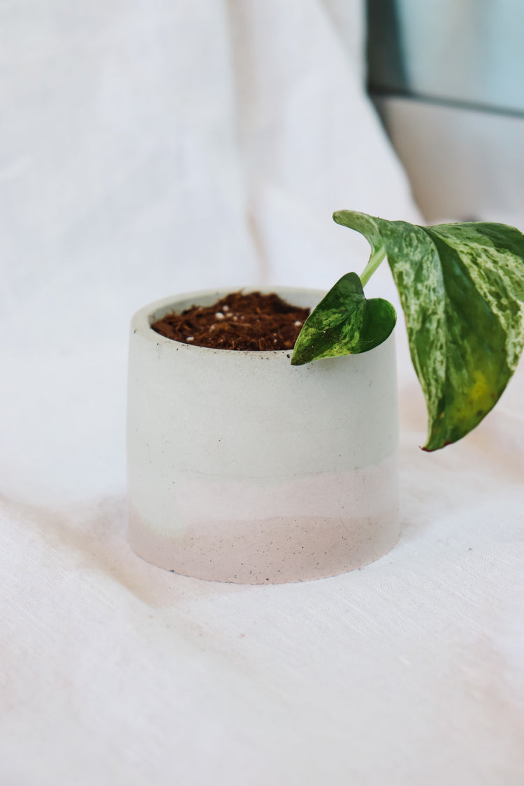 Blush Pink Concrete Plant Pot - Round