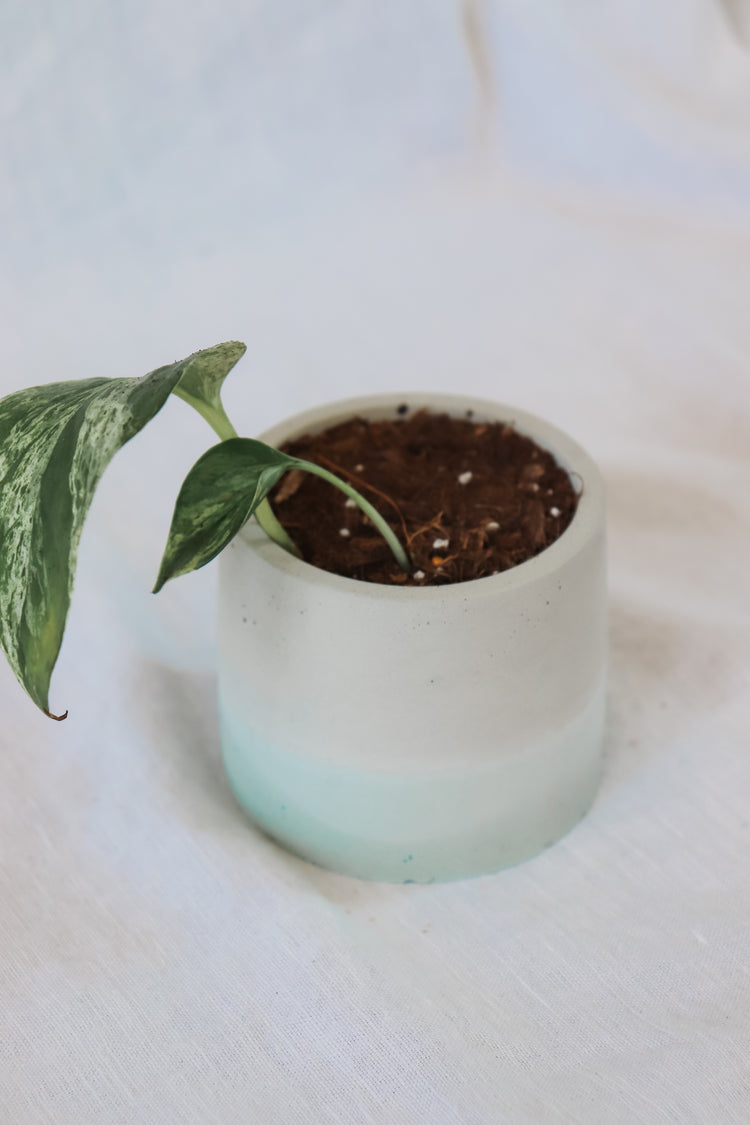 Aqua Concrete Plant Pot - Round