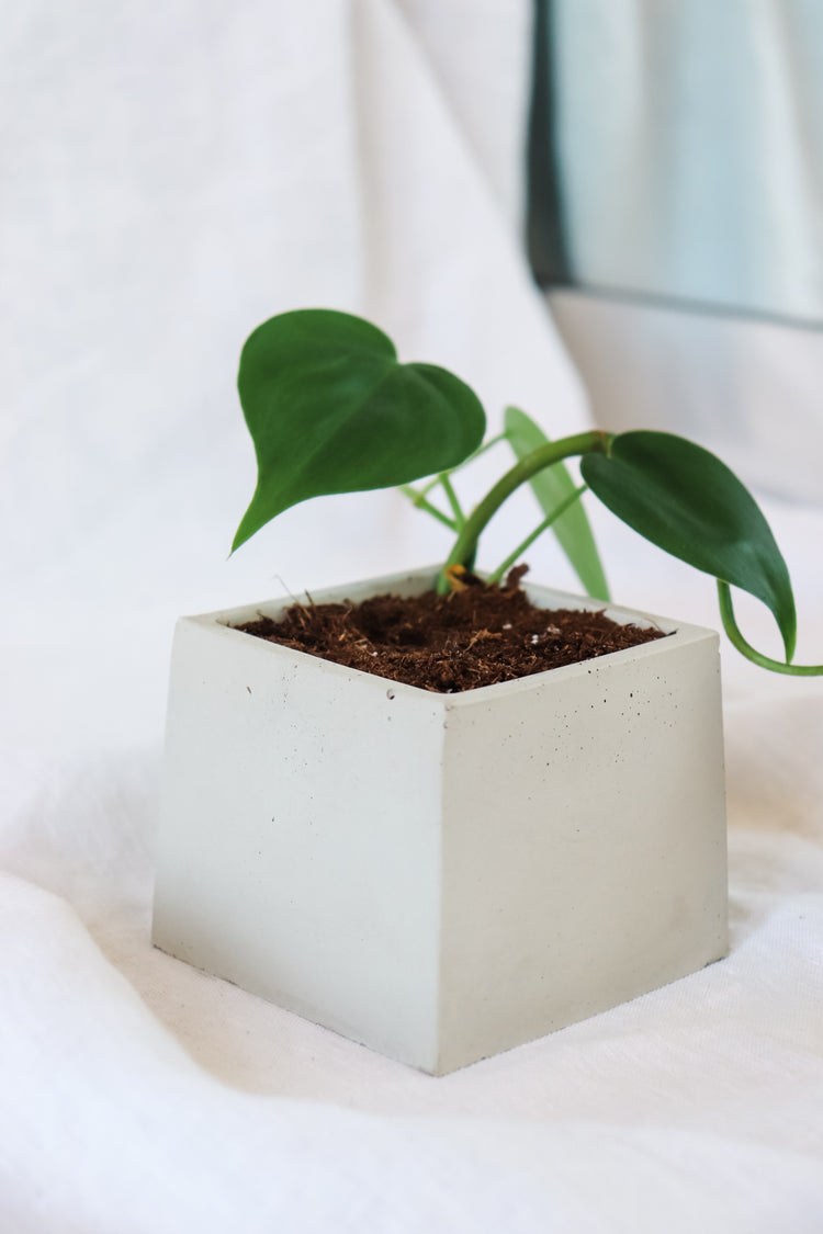 Concrete Plant Pot - Square
