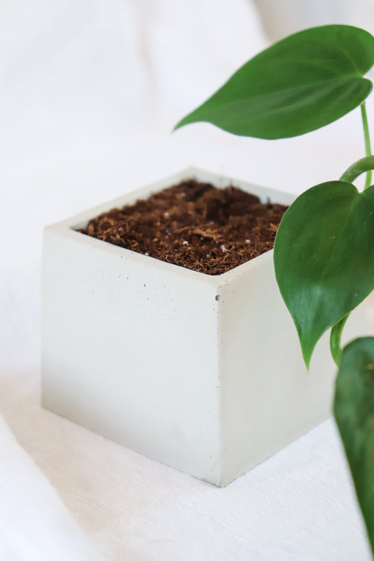 Concrete Plant Pot - Square