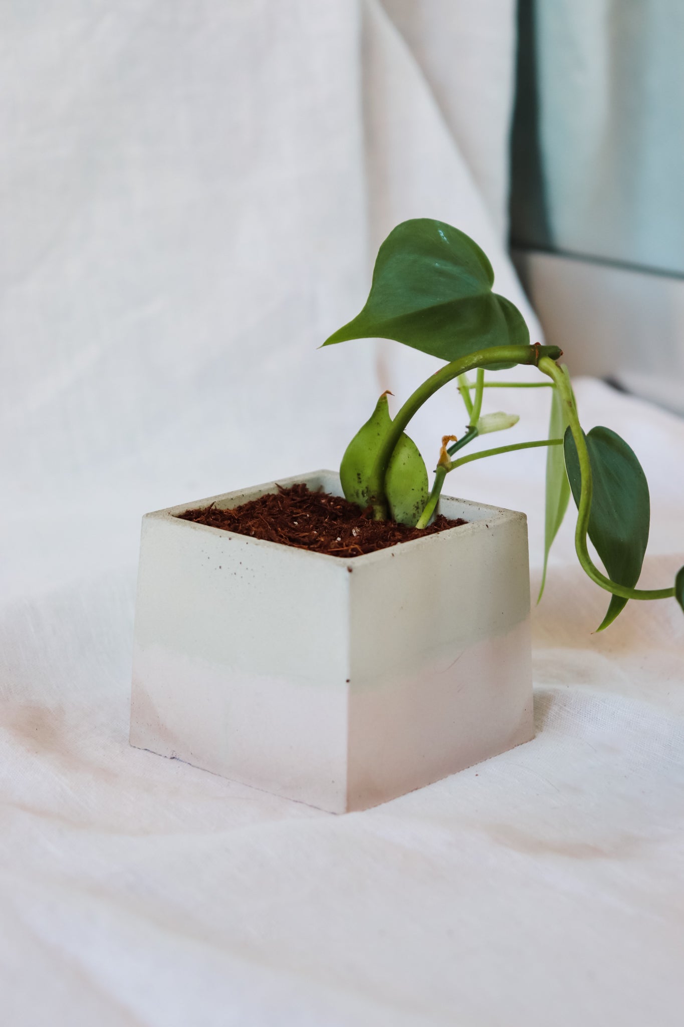 small concrete plant pots Blush Pink Concrete Plant Pot