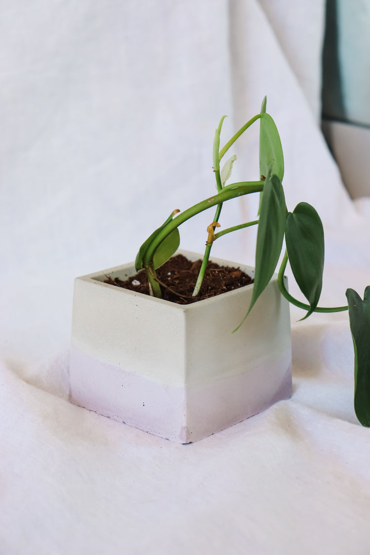 Lilac Concrete Plant Pot - Square