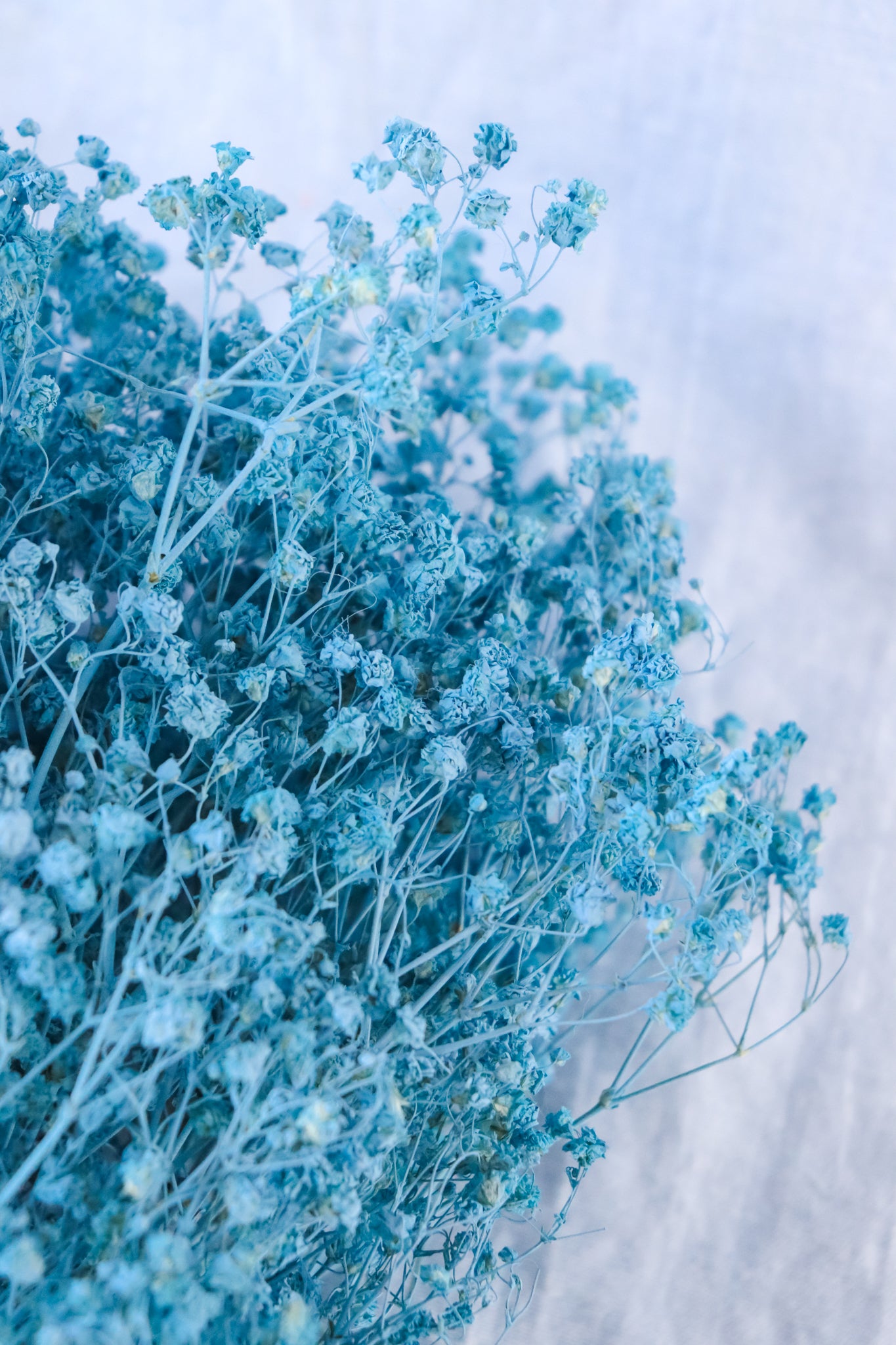 Dried Baby’s Breath (Gypsophila) - Baby Blue