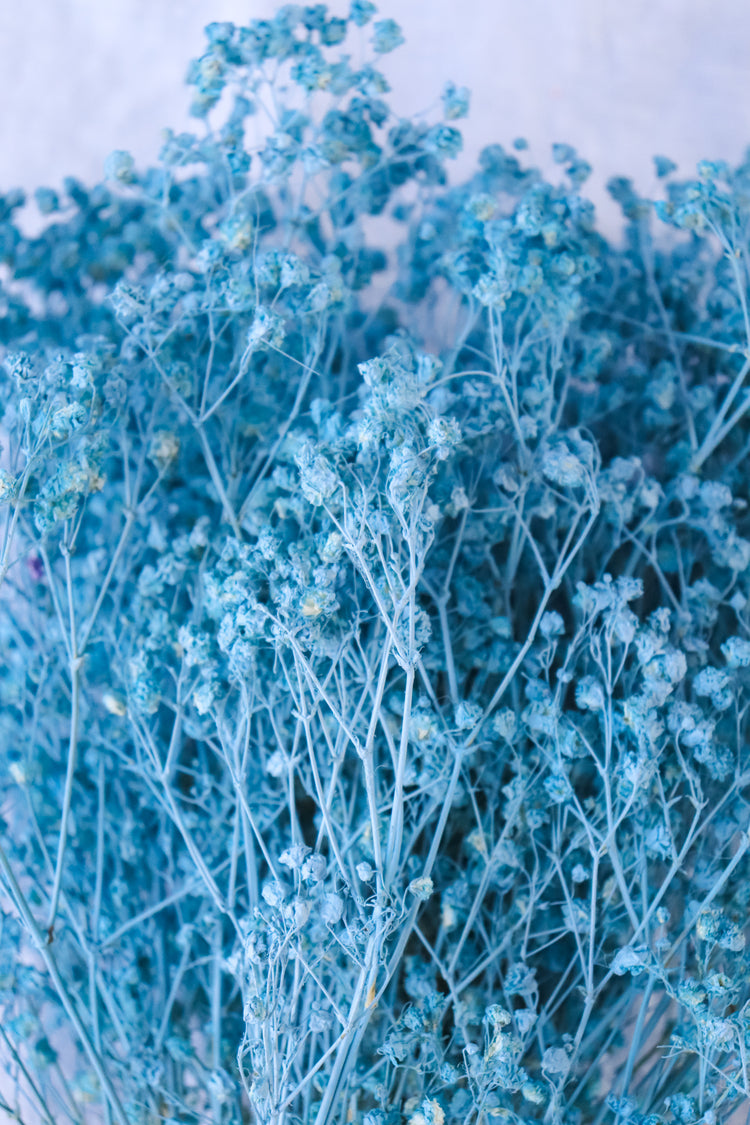 Dried Baby’s Breath (Gypsophila) - Baby Blue