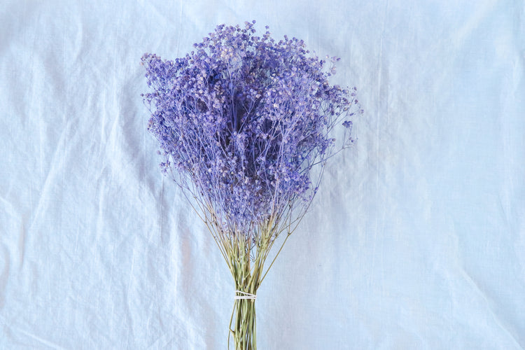 Dried Baby’s Breath (Gypsophila) - Lilac