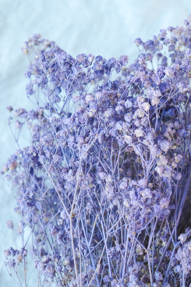 Dried Baby’s Breath (Gypsophila) - Lilac