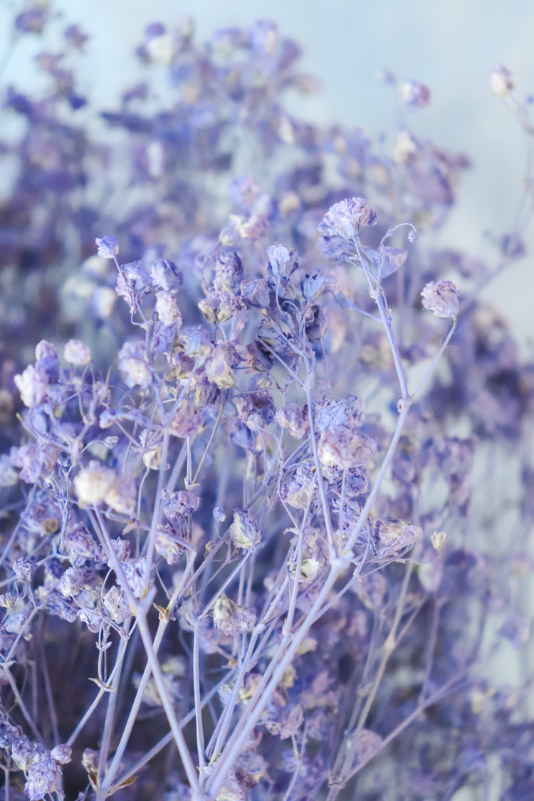 Dried Baby’s Breath (Gypsophila) - Lilac