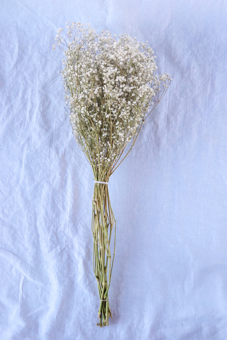 Dried Baby’s Breath (Gypsophila) Bunch - All Natural