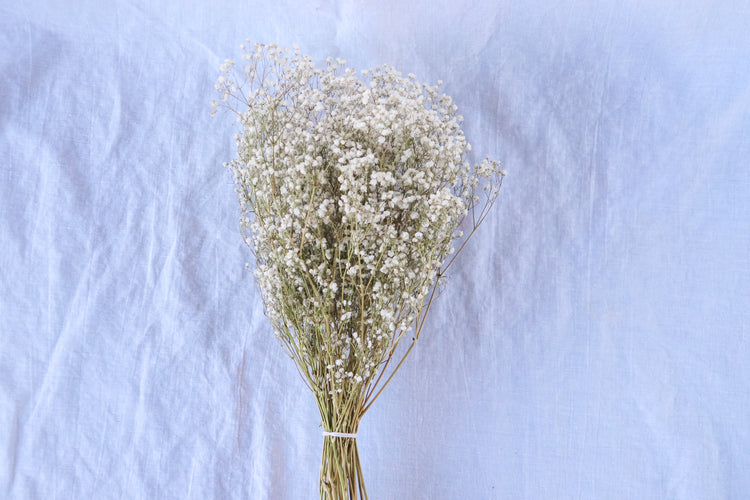 Dried Baby’s Breath (Gypsophila) Bunch - All Natural