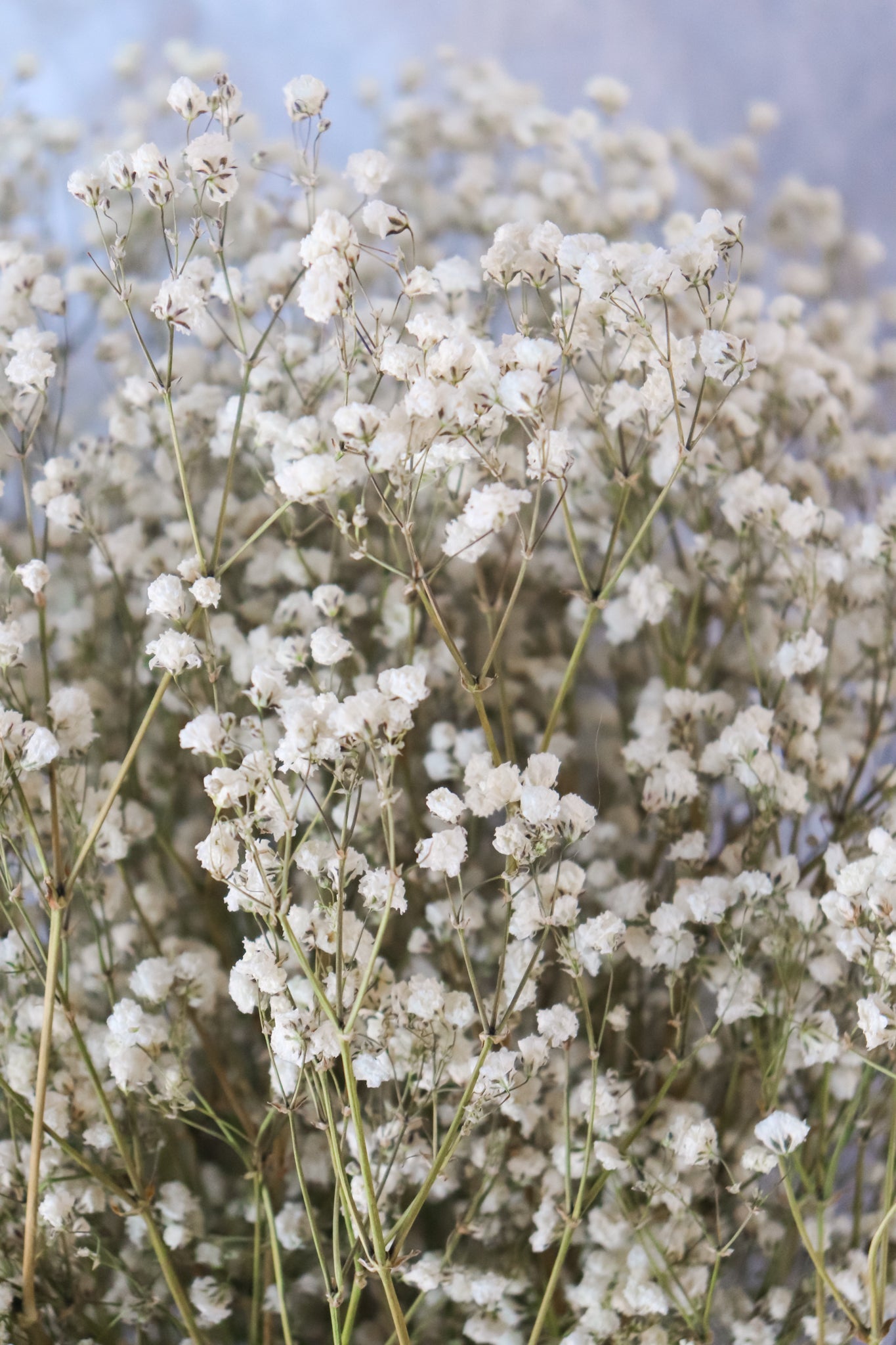 Gypsophila, Dried, Natural White - Atlas Flowers