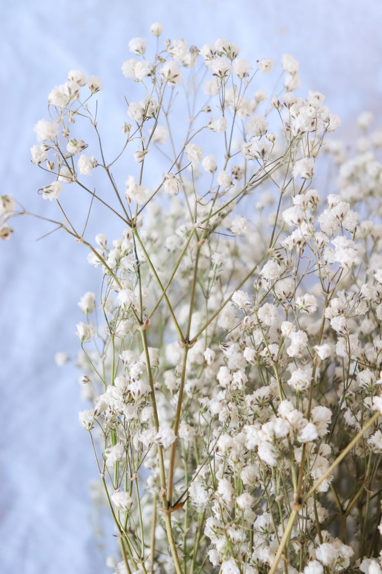 Dried Baby’s Breath (Gypsophila) Bunch - All Natural