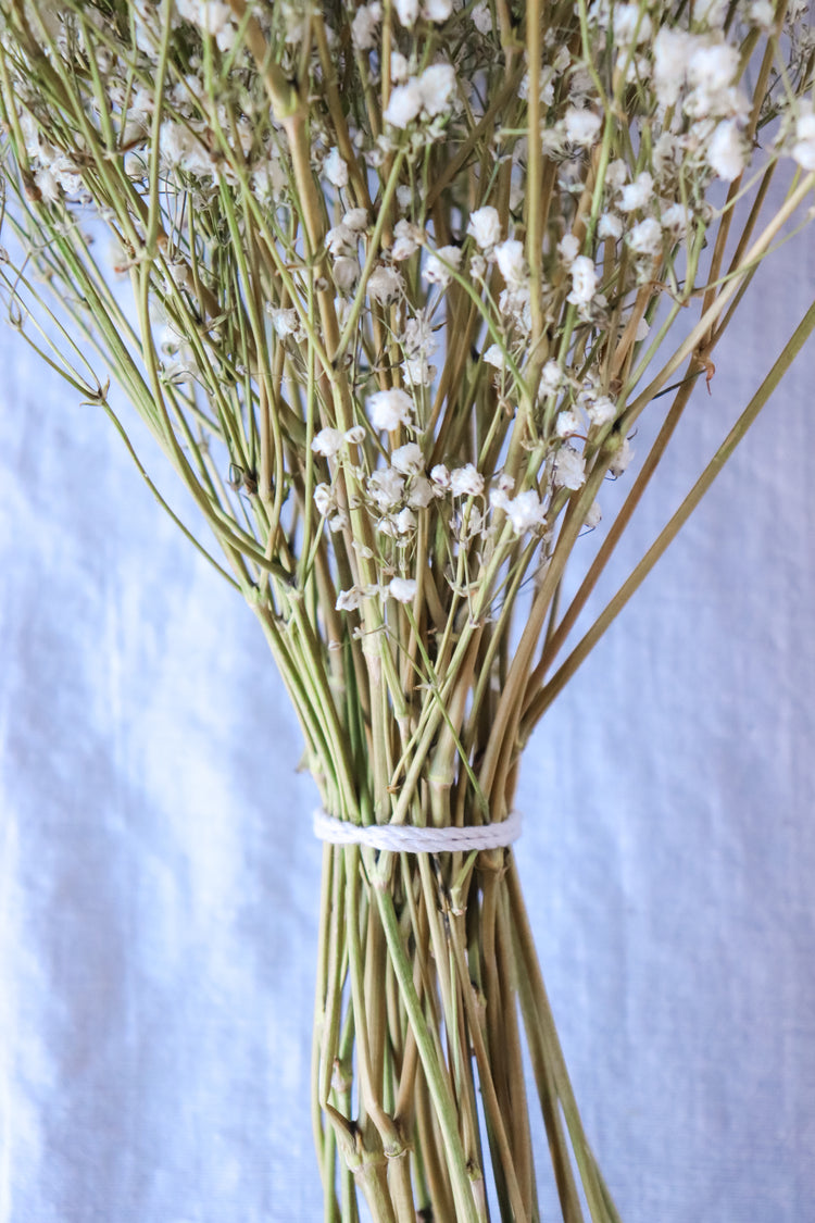 Dried Baby’s Breath (Gypsophila) Bunch - All Natural