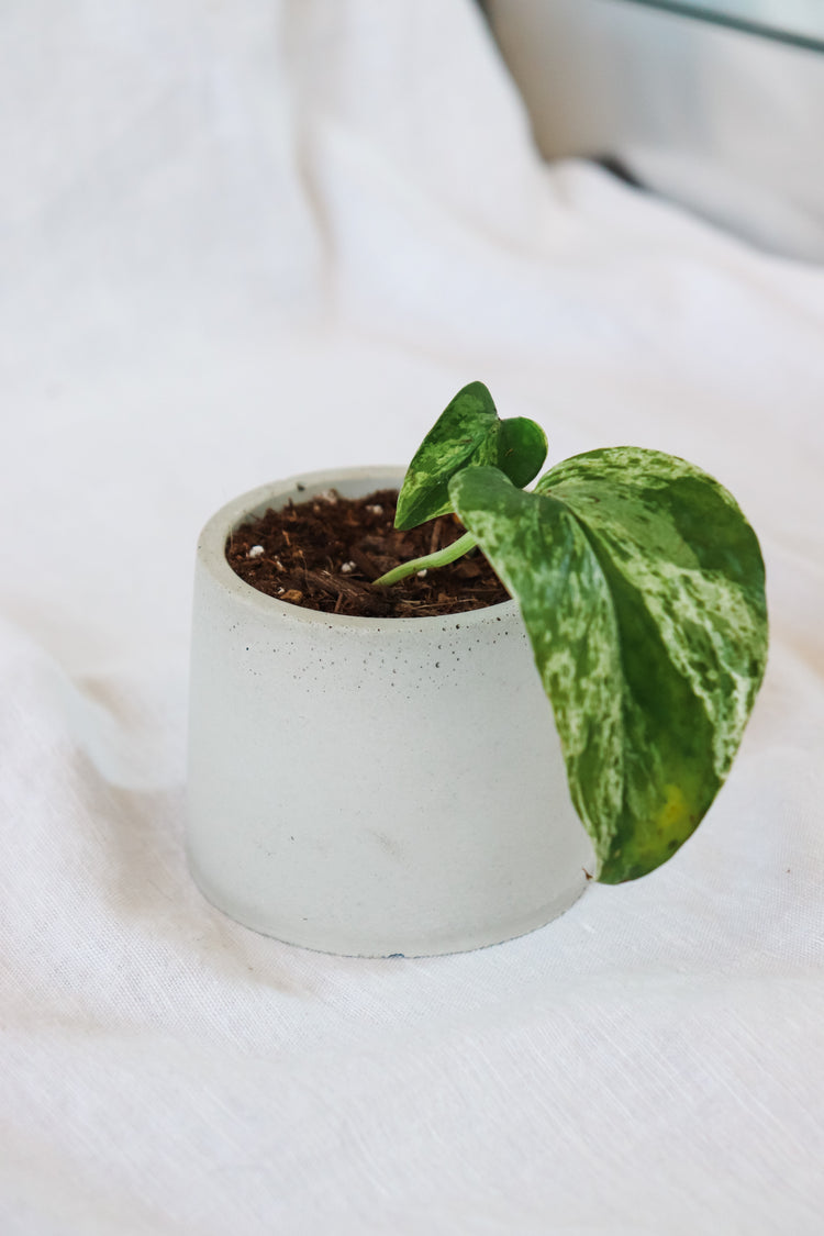 Concrete Plant Pot - Round